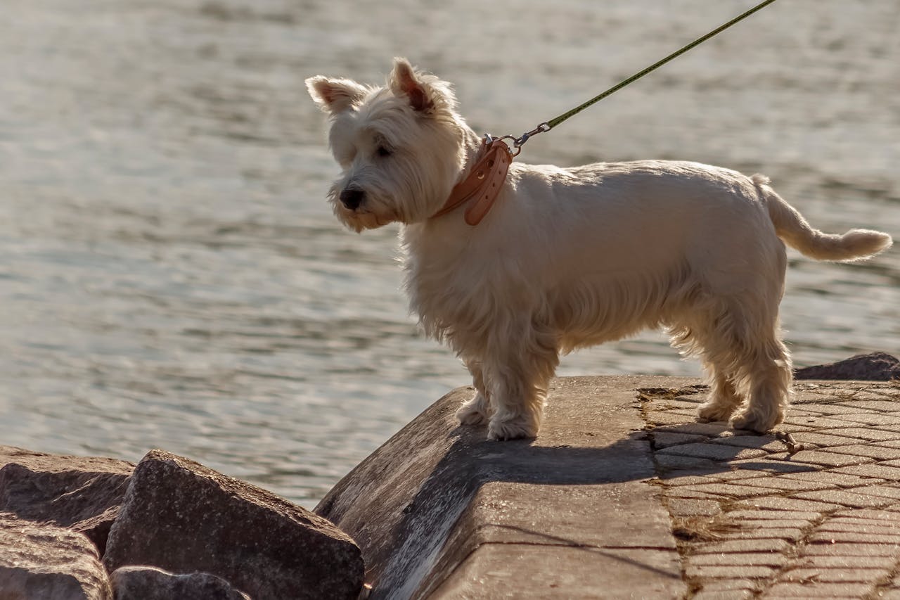 A West Highland White Terrier stands on a seaside walkway, enjoying a sunny day.