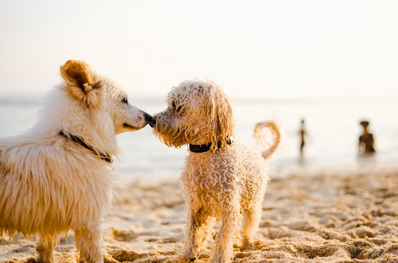 Services Two cute dogs meet on a sunny beach with people in the background.