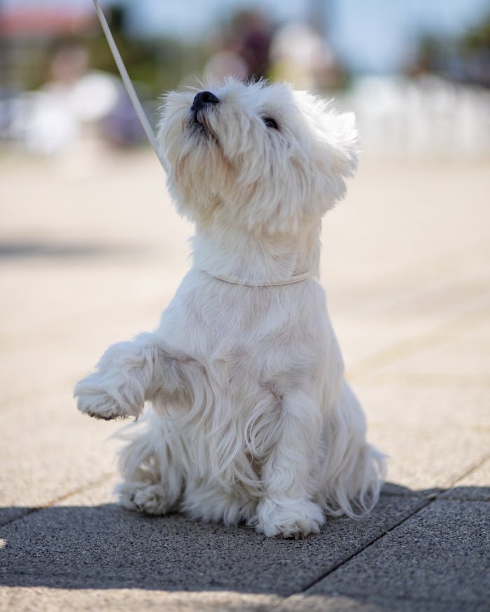 Crafting Captivating Headlines: Your awesome post title goes here Adorable West Highland Terrier puppy sitting outside on a sunny day, looking playful.