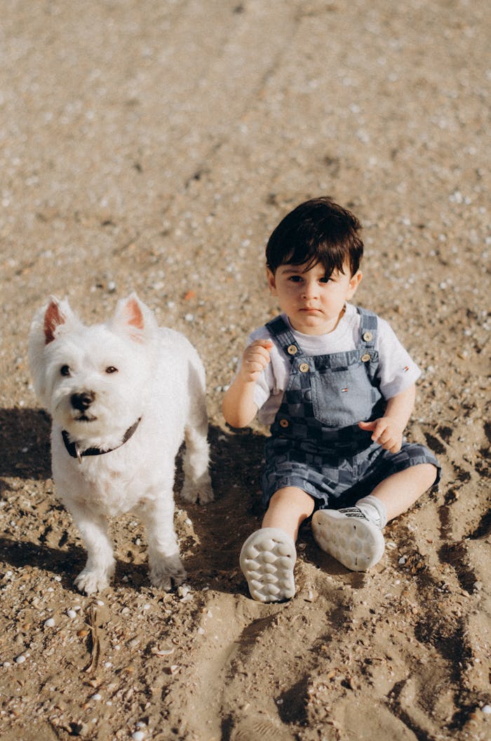 Services A young child in overalls sits with a white dog on a sandy beach in Baku, enjoying a sunny summer day.