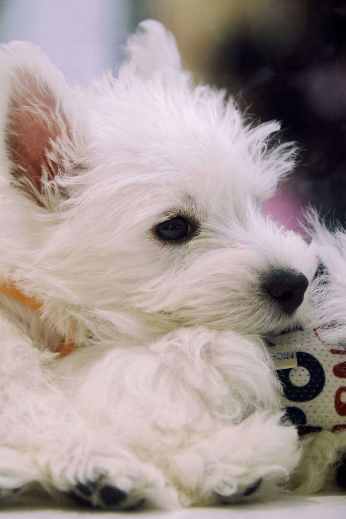 The Art of Drawing Readers In: Your attractive post title goes here Adorable white terrier puppy with fluffy fur resting indoors.