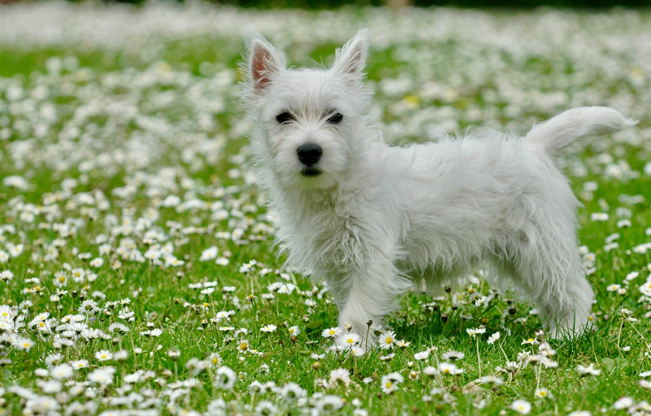 Mastering the First Impression: Your intriguing post title goes here Charming West Highland White Terrier puppy standing amid blooming daisies in a vibrant green meadow.