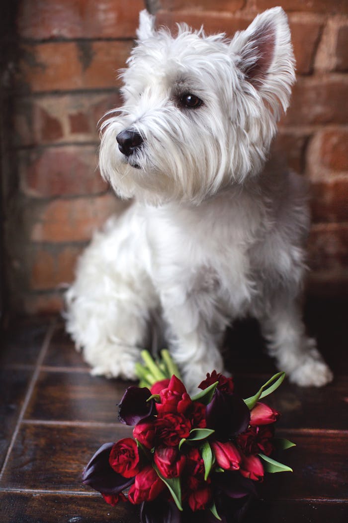 Services Charming white terrier sitting by a bouquet of bright red tulips against a rustic brick backdrop.