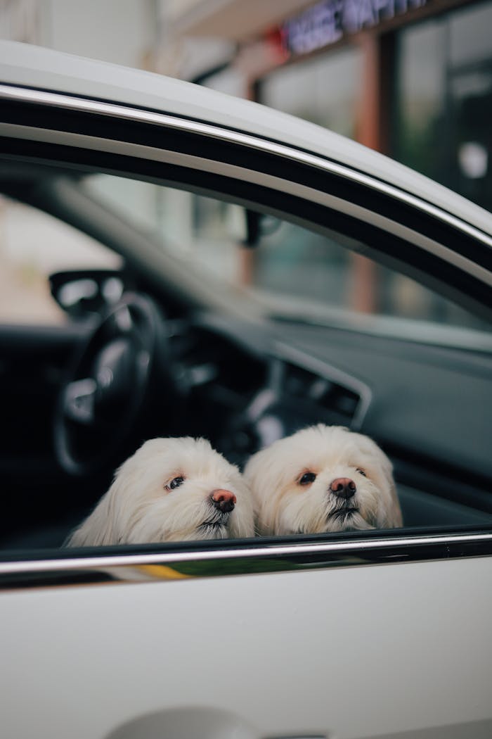 About Two fluffy white dogs peeking out of a car window, capturing a cute moment.