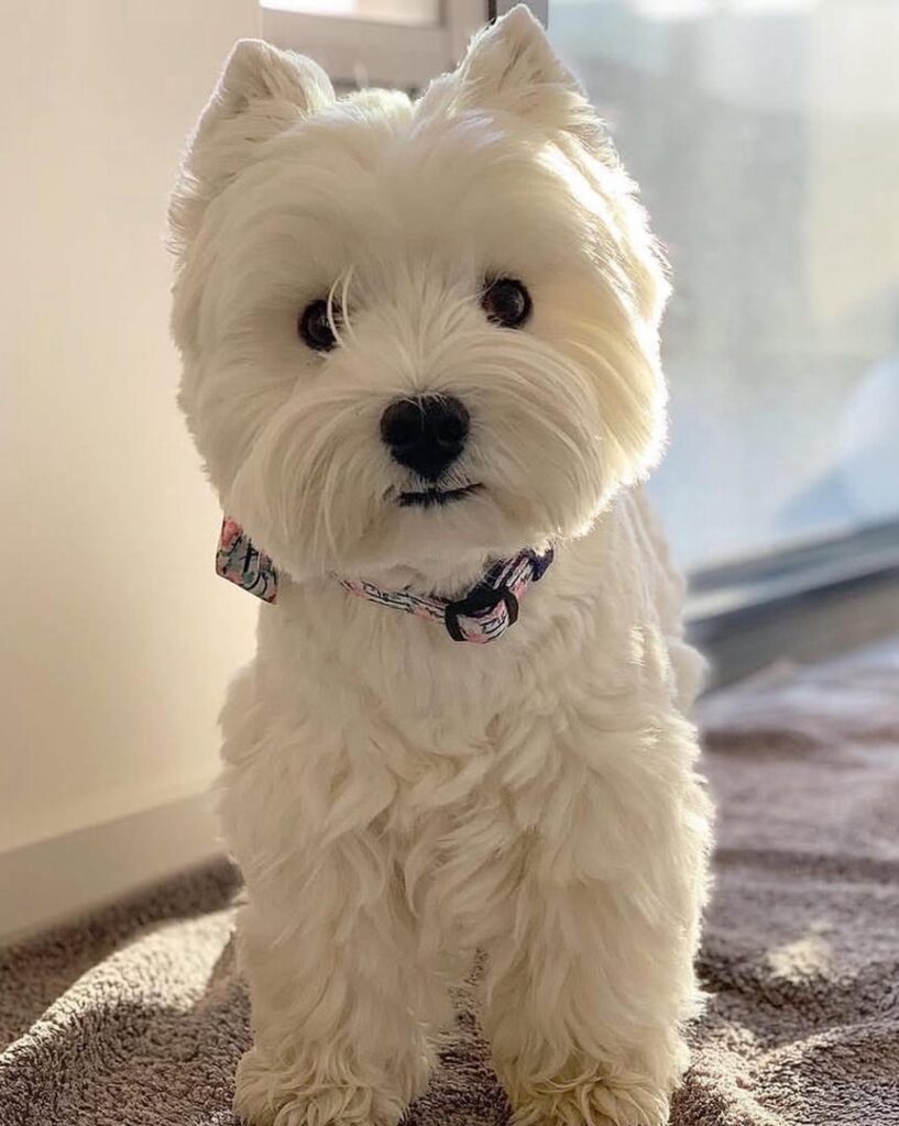 whatsapp image 2025 10 31 at 11.43.01 pm