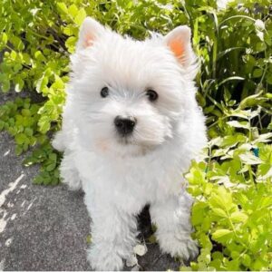 whatsapp image 2025 10 31 at 11.43.03 pm (2)