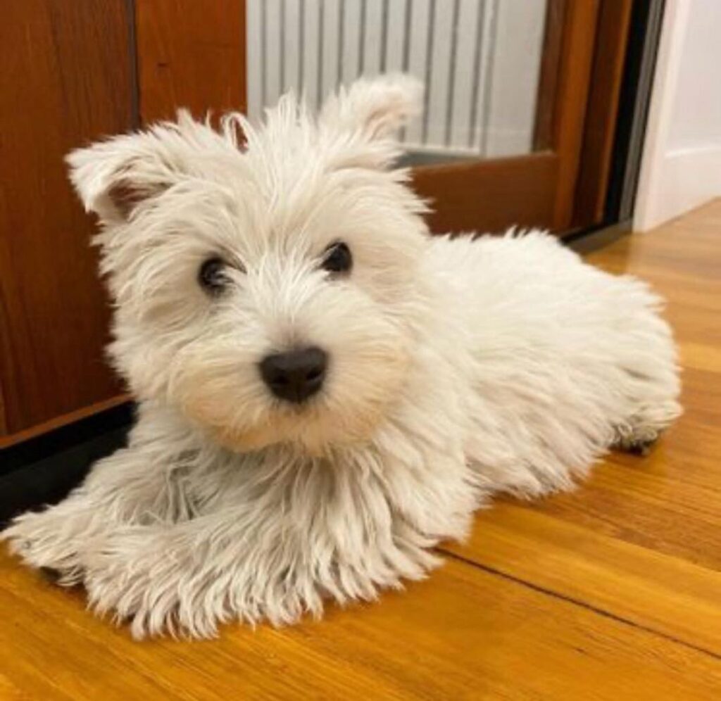 whatsapp image 2025 10 31 at 11.43.04 pm (2)