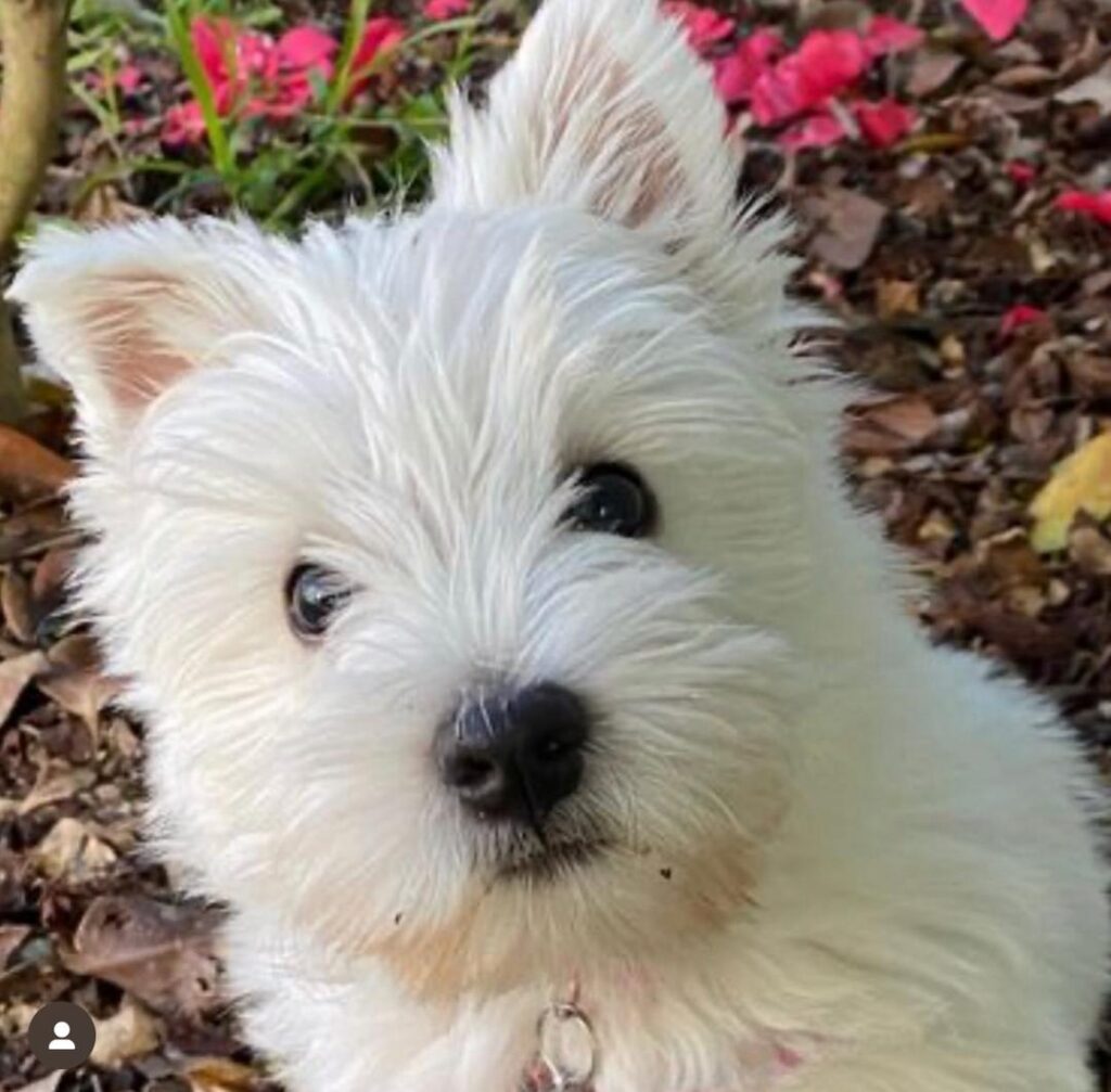 whatsapp image 2025 10 31 at 11.43.05 pm