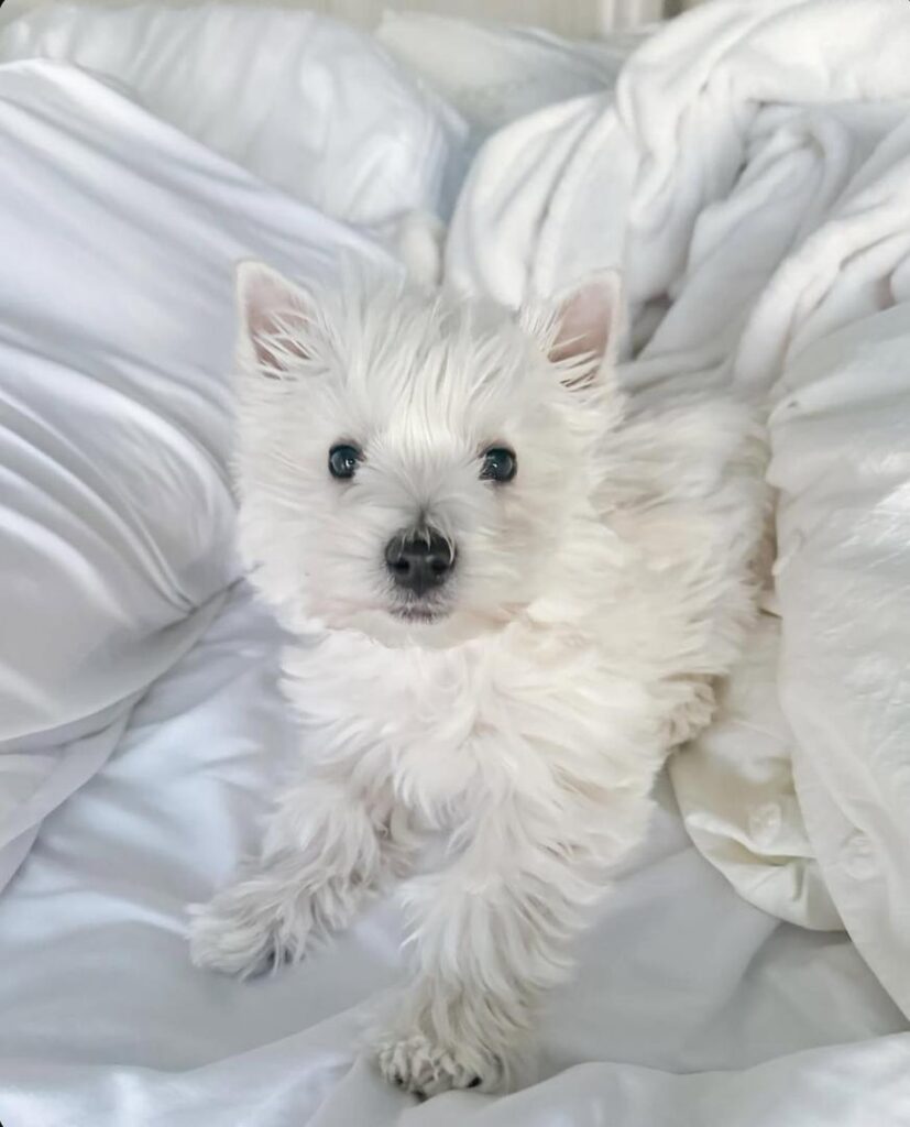 whatsapp image 2025 10 31 at 11.43.05 pm (3)