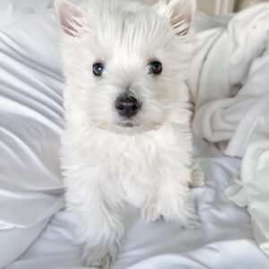 whatsapp image 2025 10 31 at 11.43.06 pm