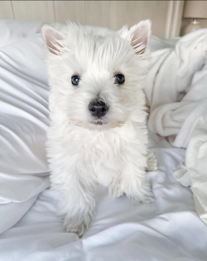 whatsapp image 2025 10 31 at 11.43.06 pm