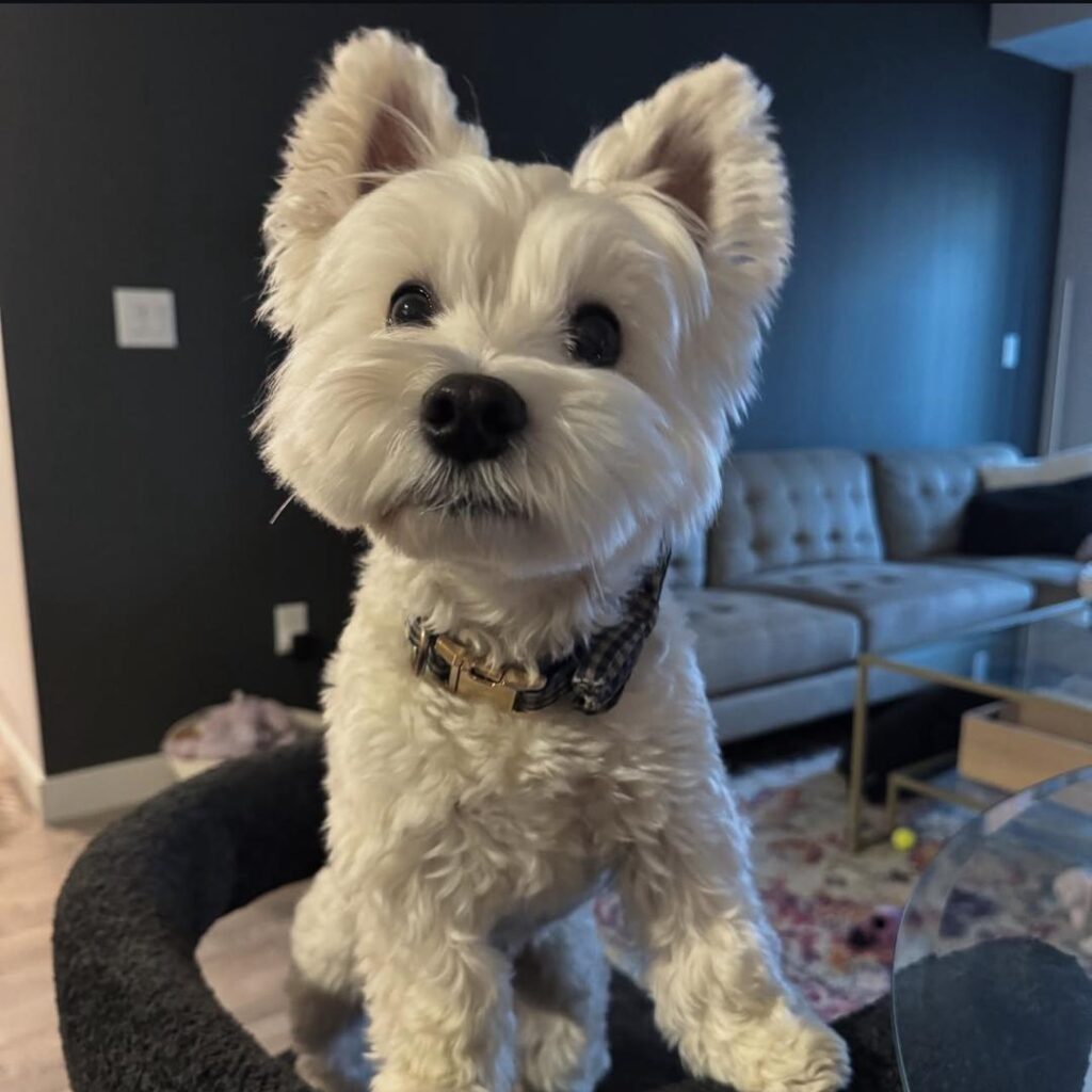 whatsapp image 2025 10 31 at 11.43.08 pm